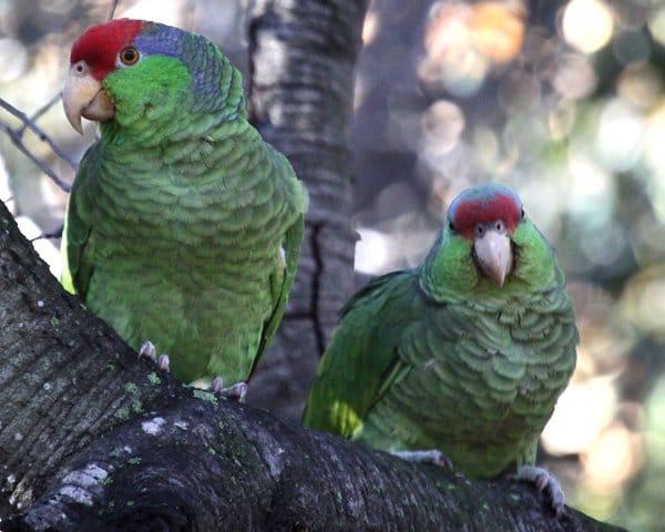 Red-crowned Parrots in Irvine Regional Park