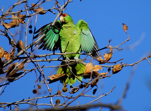 Red-crowned Parrot stretching its wings