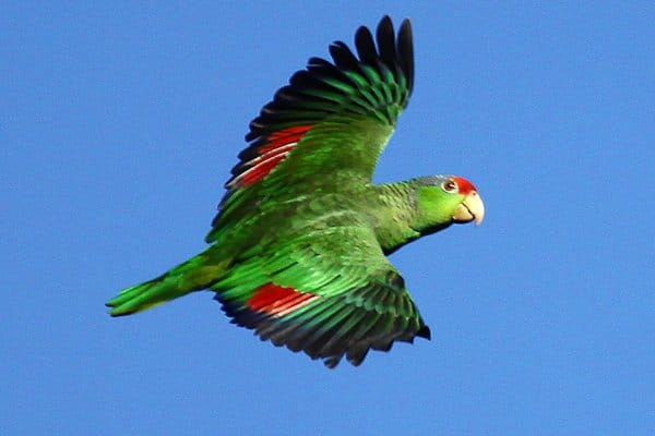 green parrots flying