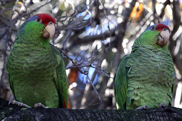 Red-crowned Parrots Amazona viridigenalis