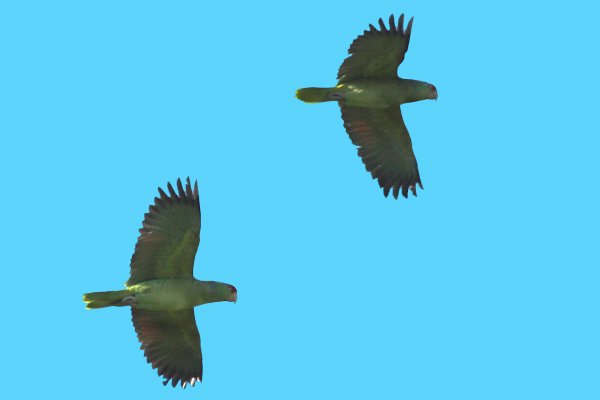 Red-crowned Parrots flying past