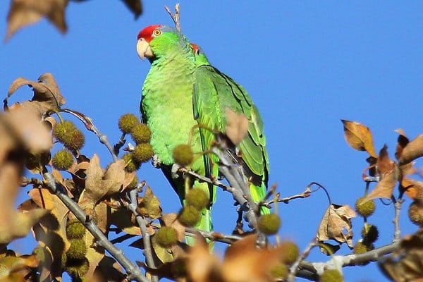 Red-crowned Parrots