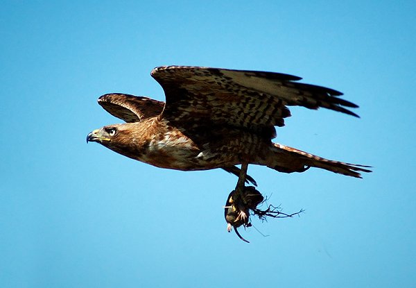 Red-tailed Hawk flying with food by Walter Kitundu