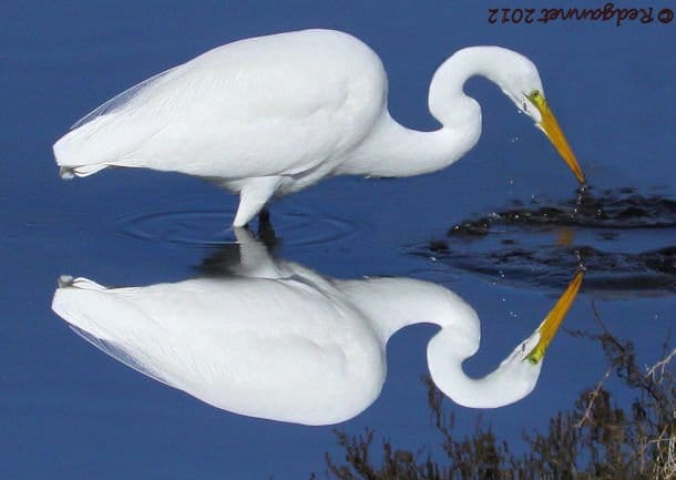 SFO 30Dec12 Great Egret 01