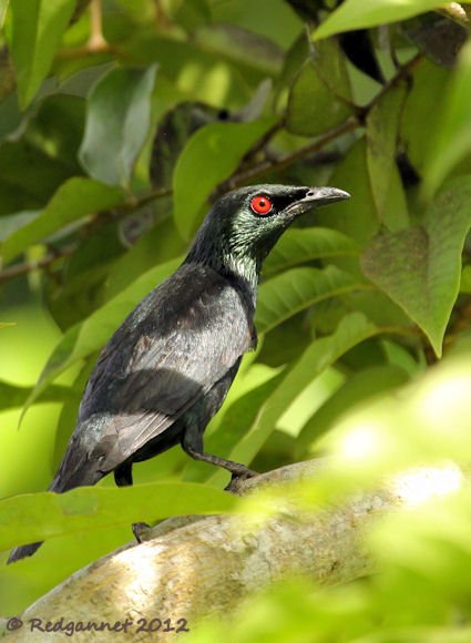 SIN 06Jun12 Asian Glossy Starling 01