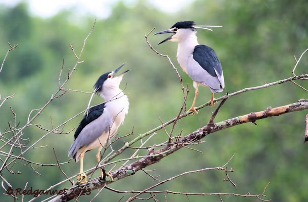 SIN 09May09 Black-crowned Night Heron 1 - Copy