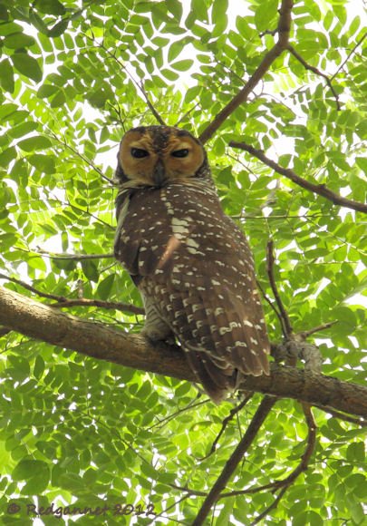 SIN 30Jan12 Spoted Wood-owl 02