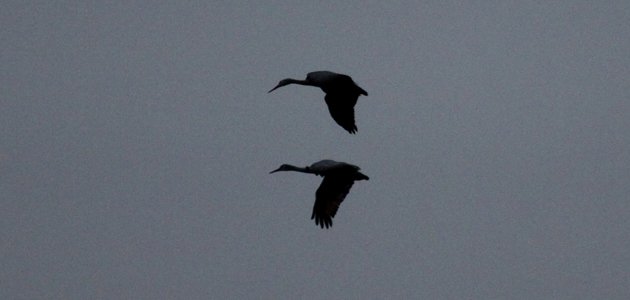 Sandhill Cranes flying with their feet tucked up