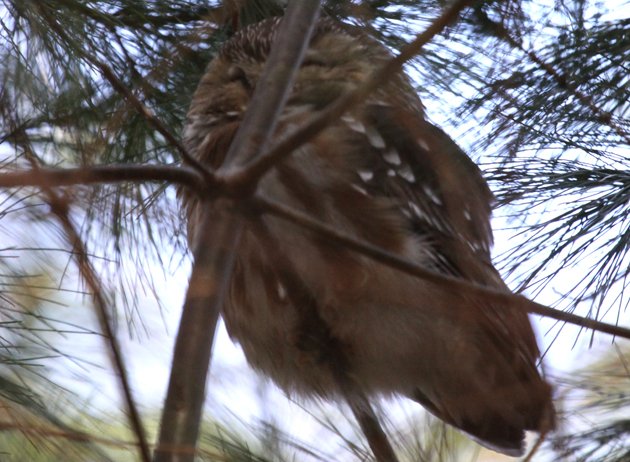 Saw-whet Owl in Forest Park