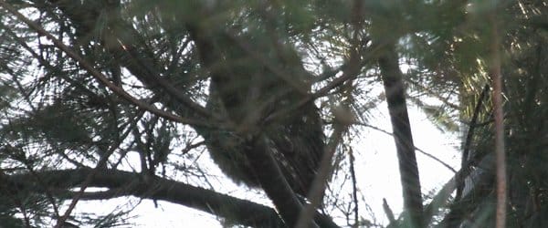 Saw-whet Owl in Pelham Bay Park