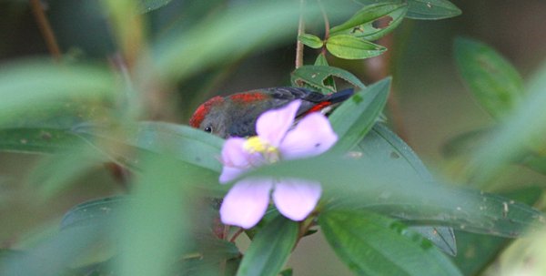 Sexy Scarlet-backed Flowerpecker