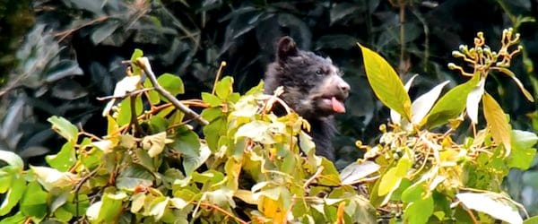 Spectacled_Bear_cub