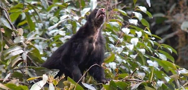 Spectacled_Bear_mum