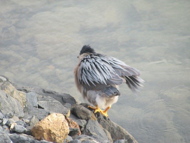 Striated heron (4)