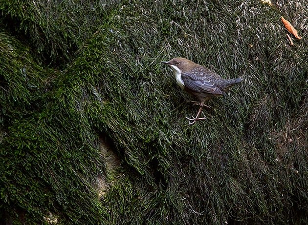 Cinclus cinclus by Francois Portmann