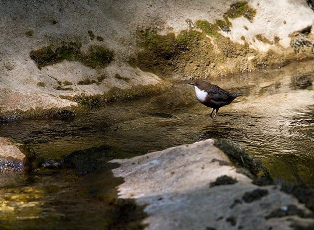 White-throated Dipper by Francois Portmann