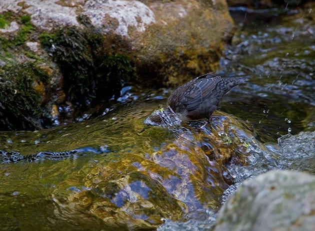 White-throated Dipper on the hunt by Francois Portmann