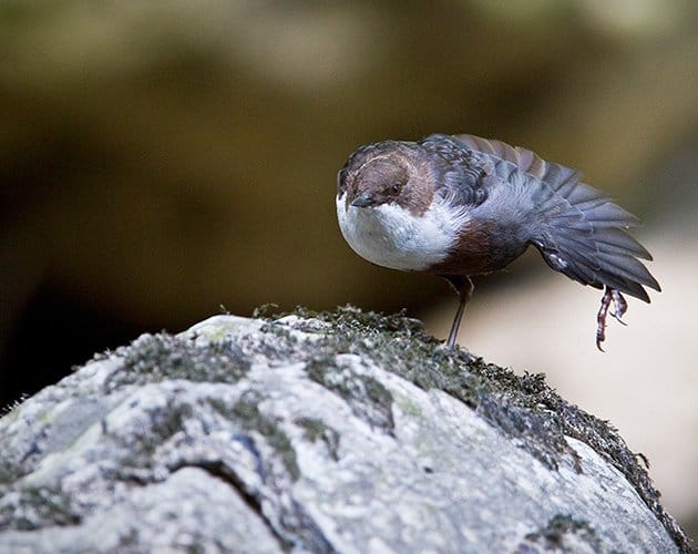 White-throated Dipper by Francois Portmann