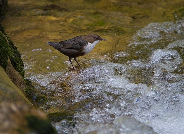 White-throated Dipper by Francois Portmann