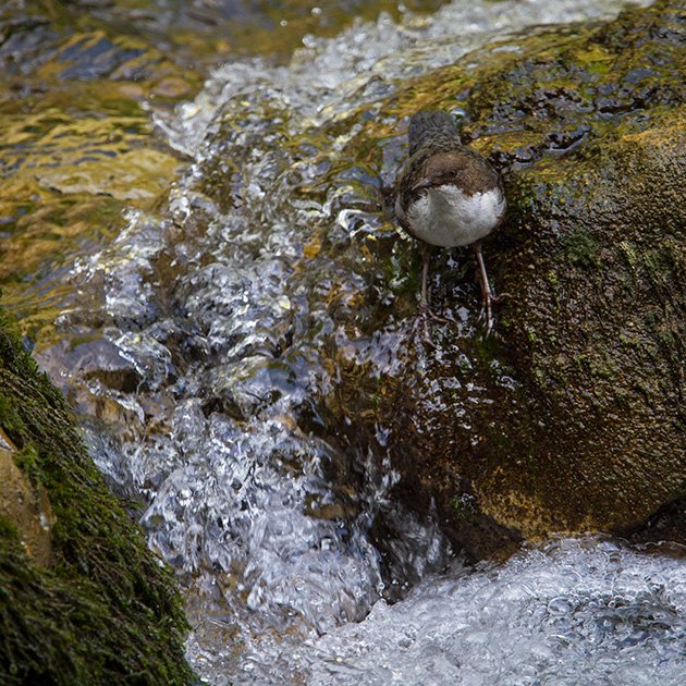 White-throated Dipper in perfect habitat by Francois Portmann