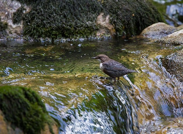 White-throated Dipper (Cinclus cinclus) by Francois Portmann