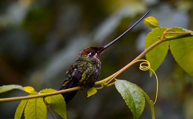 Swordbilled_Hummingbird