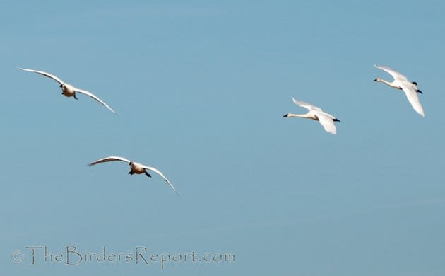 Tundra Swans