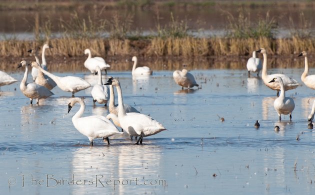 Tundra Swans