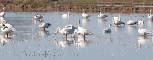 Tundra Swans