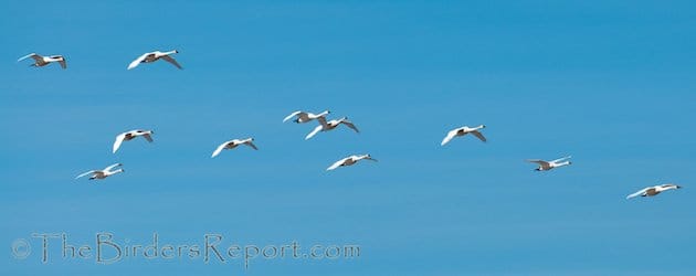 Tundra Swan