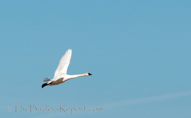 Tundra Swan