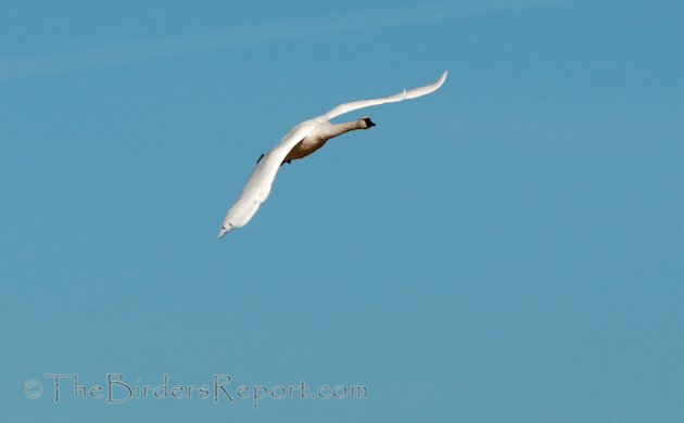 Tundra Swan