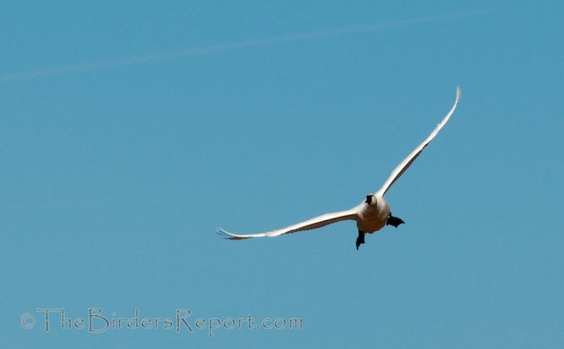 Tundra Swan