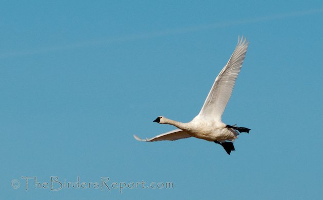 Tundra Swan