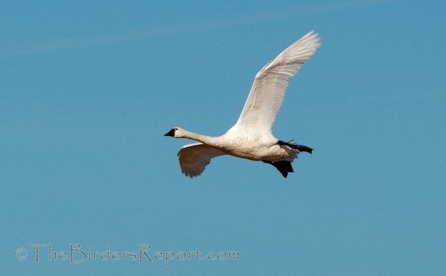 Tundra Swan