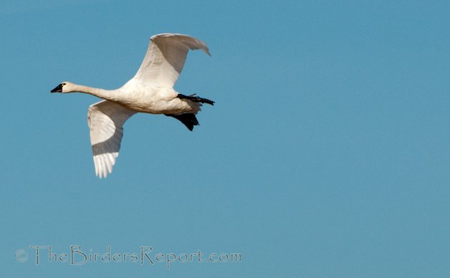 Tundra Swan