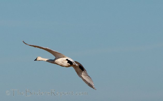 Tundra Swan