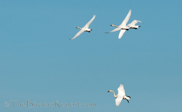 Tundra Swans