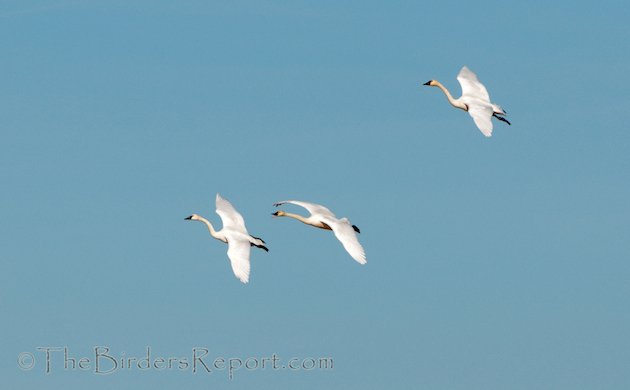 Tundra Swans