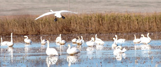 Tundra Swan