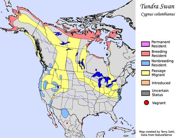 Tundra Swan Range Map