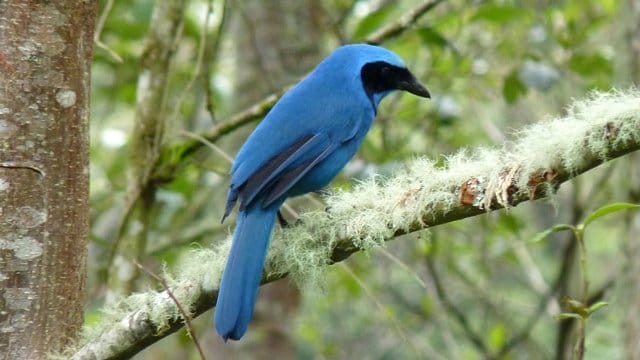 Turquoise Jay, photo by Scott Winton