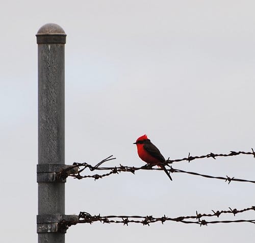 Vermilion Flycatcher_1Jan2013_Miami-DadeFL