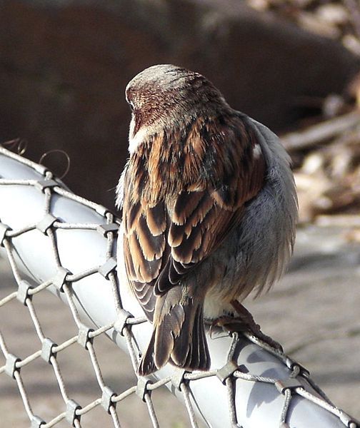House Sparrow on chain link fence