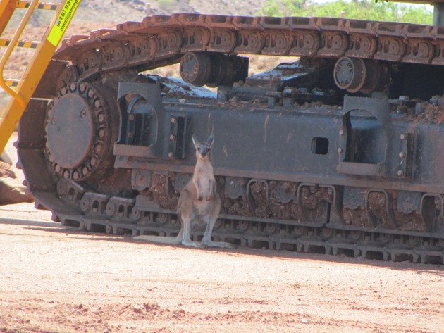 Wallaby & excavator