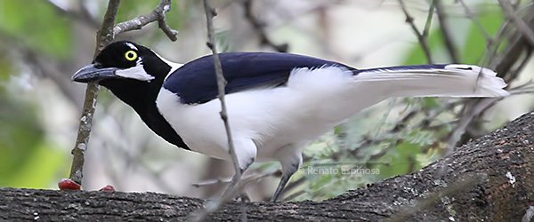 White-tailed-Jay