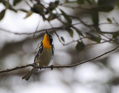 Yellow-throated Warbler_1Jan2013_Miami-DadeFL