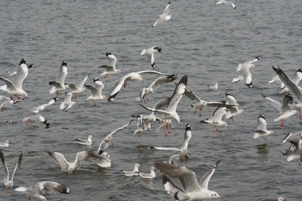 Brown-headed Gulls flying