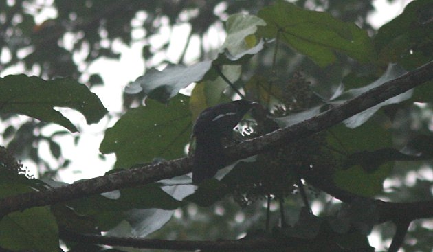 Lousy photo of a Black Magpie