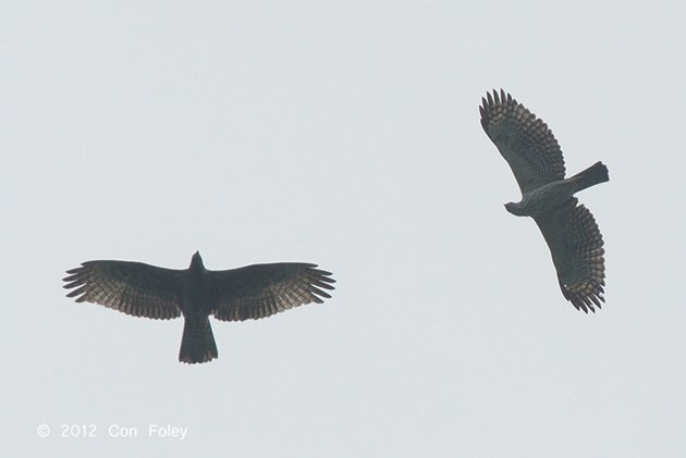 Buzzard and Eagle by Con Foley